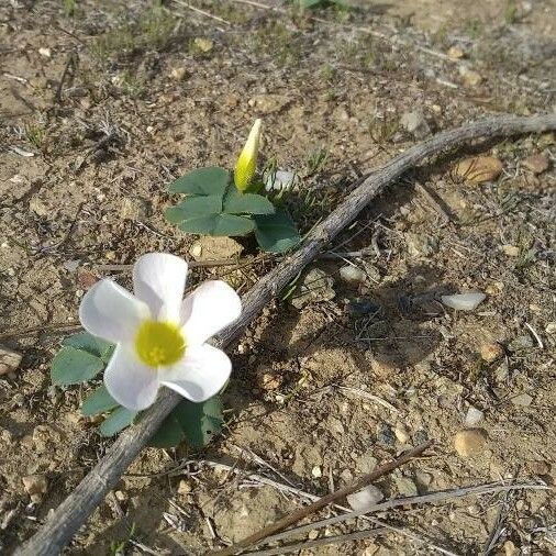 Oxalis purpurea Kvet