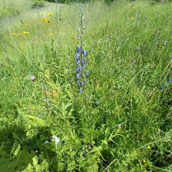 Aconitum napellus Habit