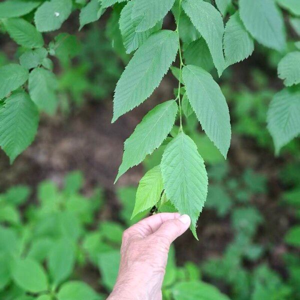 Ostrya virginiana Blad