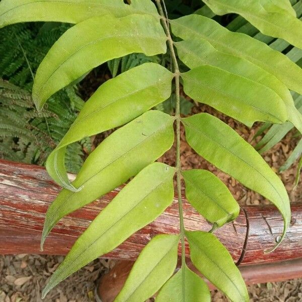 Phanerophlebia umbonata Blad