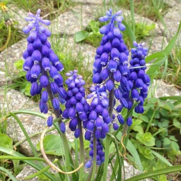 Muscari neglectum പുഷ്പം