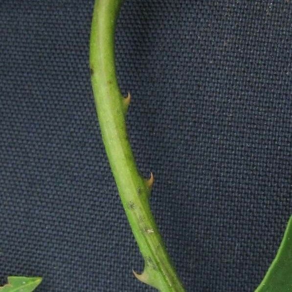 Solanum wendlandii Máis