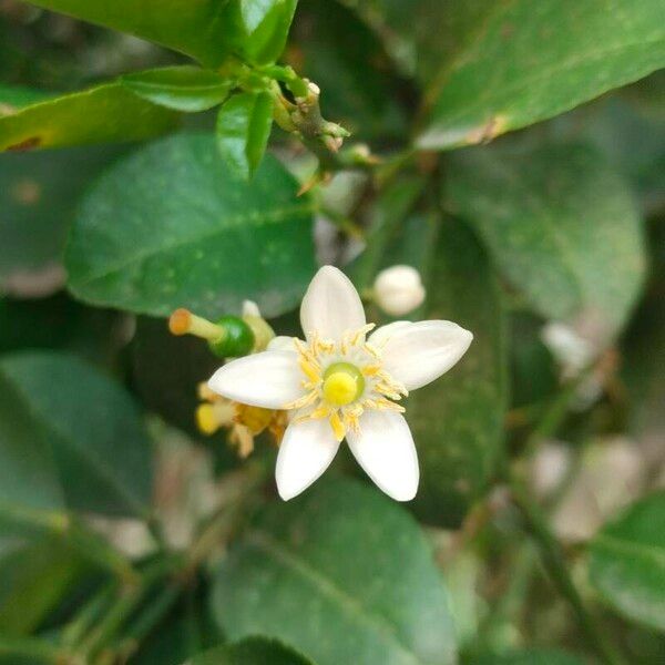 Citrus × aurantiifolia Flor