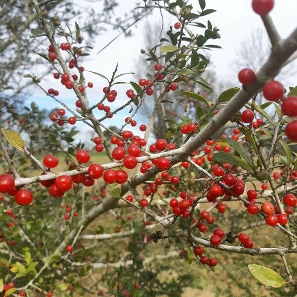 Ilex vomitoria Gyümölcs