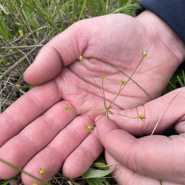 Androsace elongata Blomst