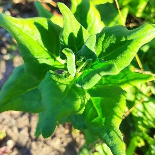 Tetragonia tetragonoides Leaf