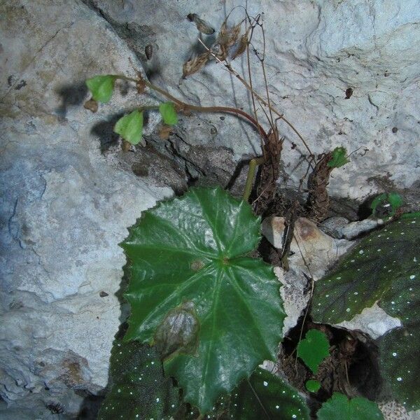 Begonia plebeja Лист