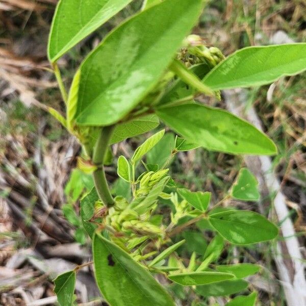 Desmodium tortuosum Hostoa