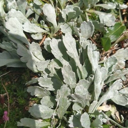 Artemisia stelleriana Liść