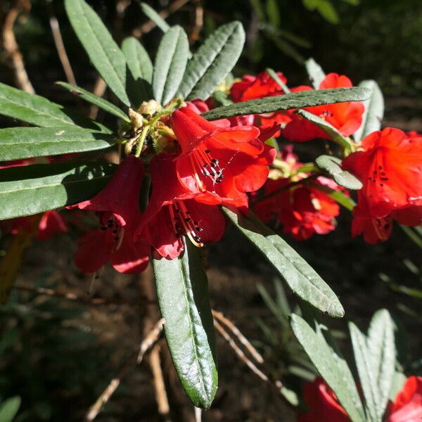 Rhododendron neriiflorum Blomma