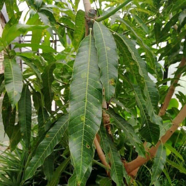 Mangifera indica Leaf