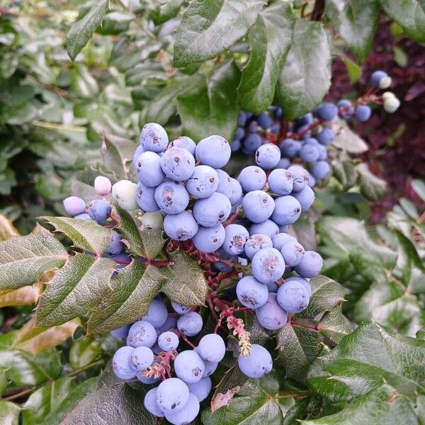 Berberis aquifolium Frukto