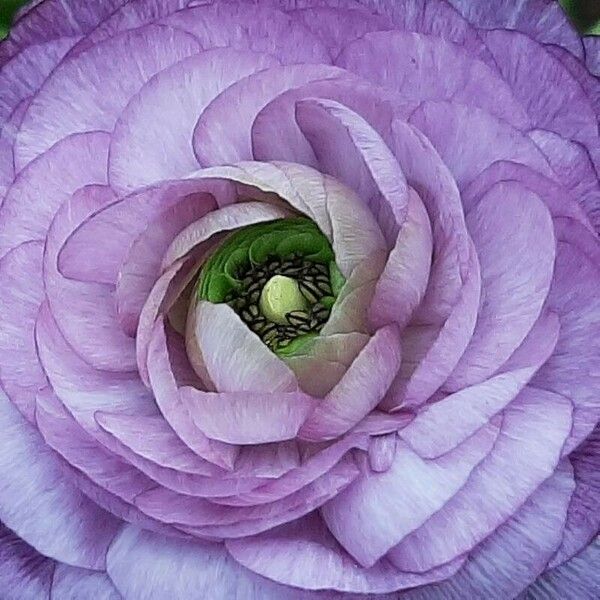 Ranunculus asiaticus 花