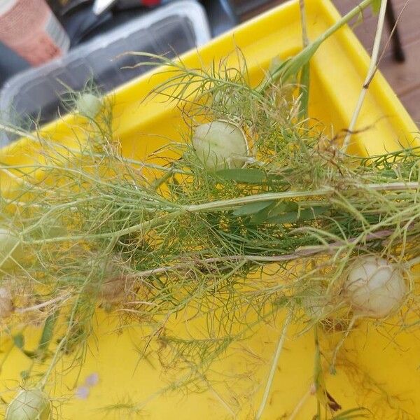 Nigella damascena फूल