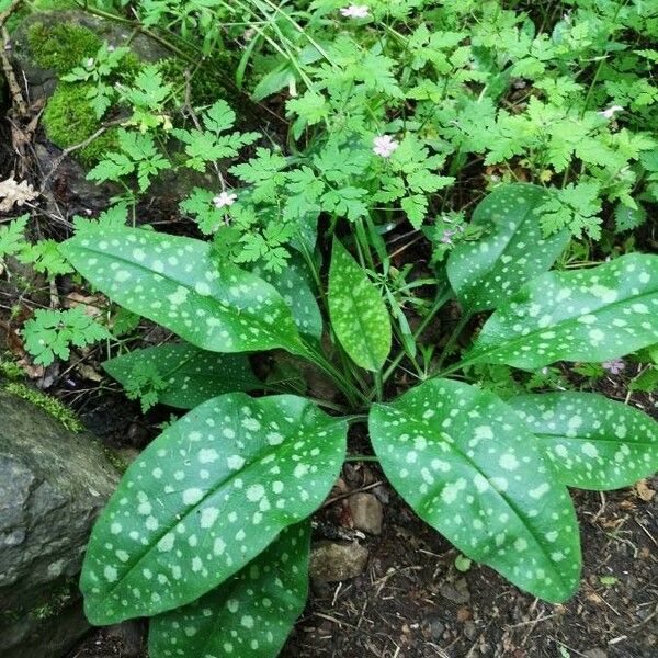 Pulmonaria saccharata Yaprak