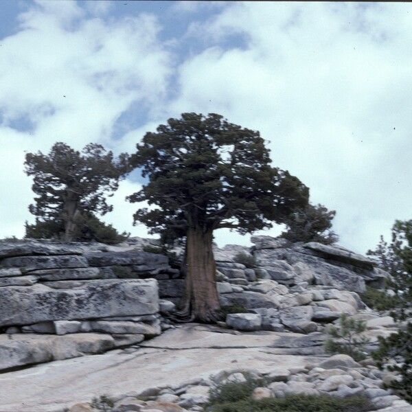 Juniperus occidentalis Характер