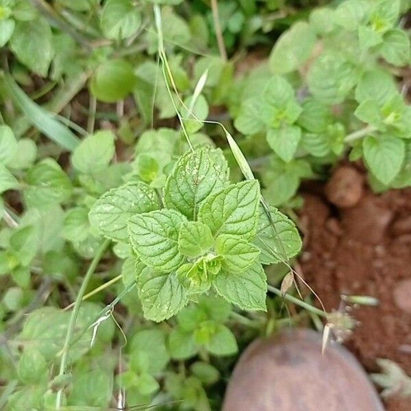 Mentha arvensis Leaf