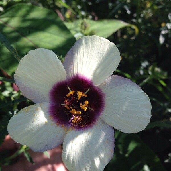 Hibiscus cannabinus Flower