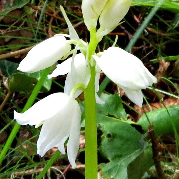 Hyacinthoides hispanica Квітка