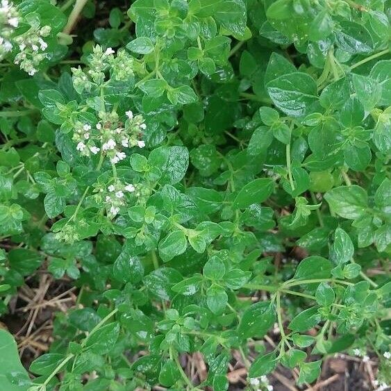 Origanum majorana Flower