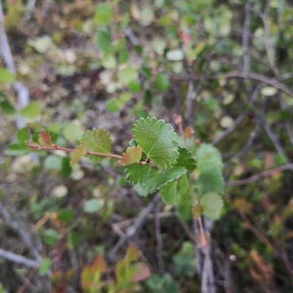 Betula nana Leht