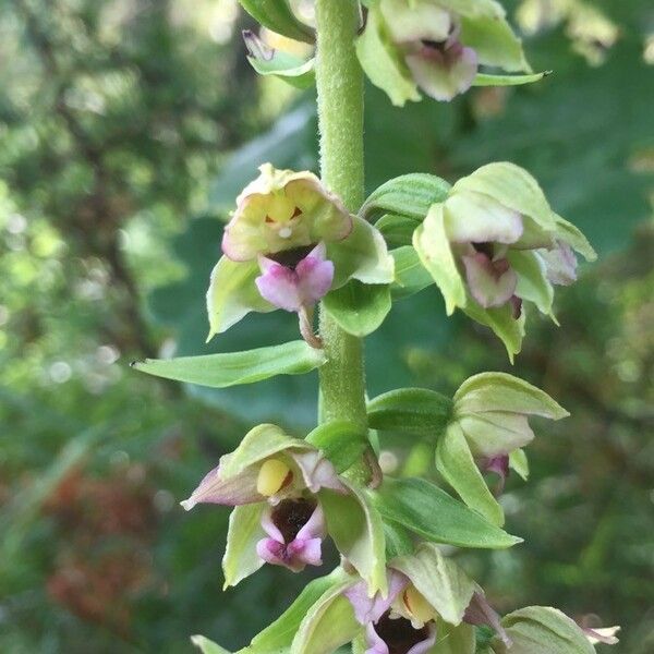 Epipactis helleborine Kwiat