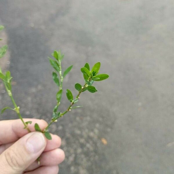 Polygonum aviculare 葉