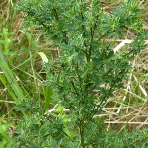 Chamaecytisus hirsutus Leaf