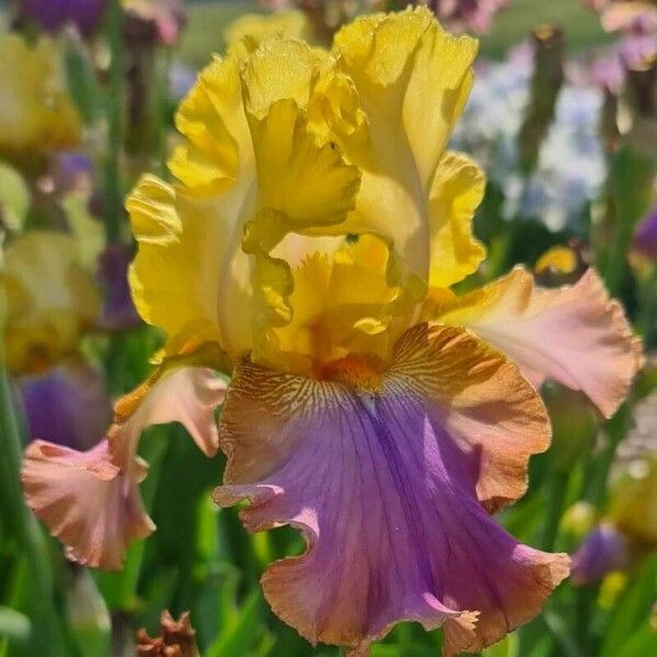 Iris × germanica Flors