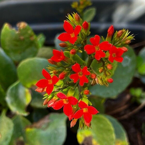 Kalanchoe crenata Žiedas