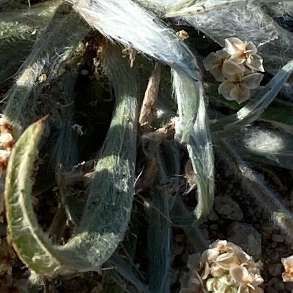 Plantago ovata Leaf