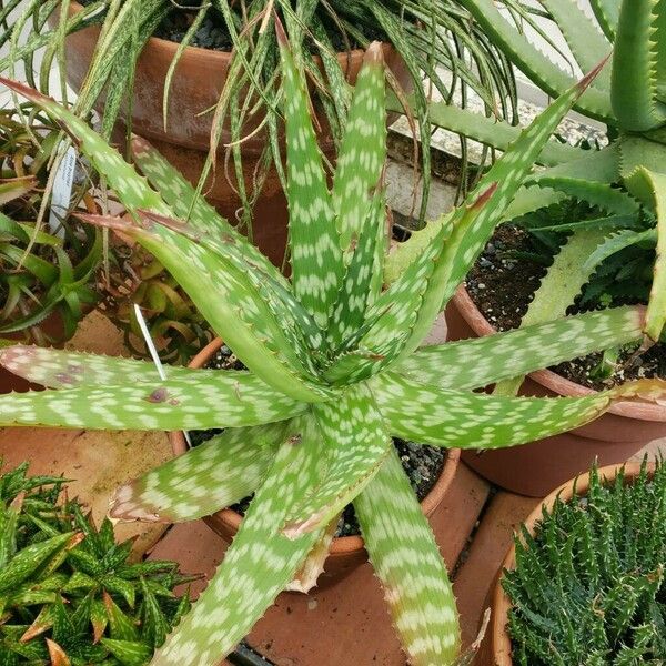 Aloe kilifiensis عادت داشتن