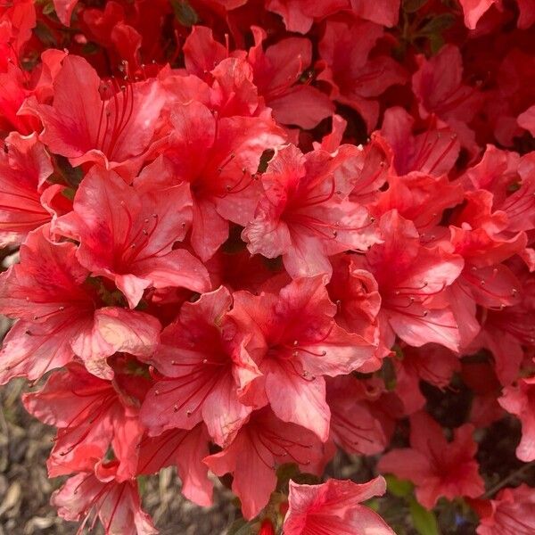 Rhododendron calendulaceum Blomma