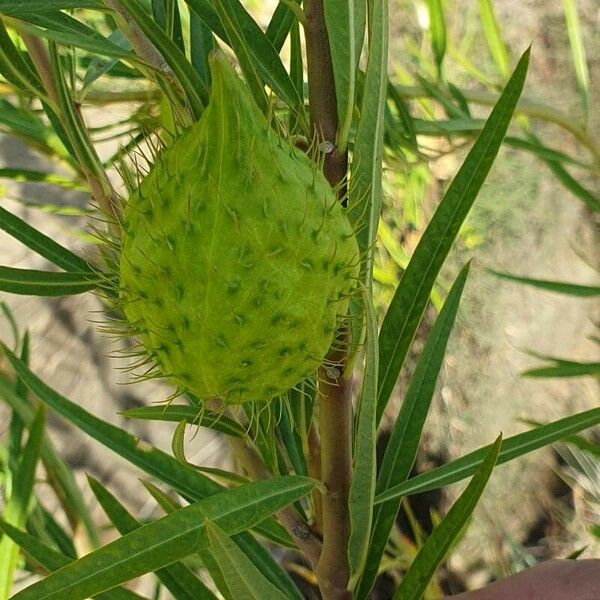 Gomphocarpus fruticosus Fruto