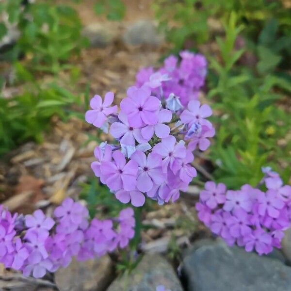 Phlox pilosa Цвят