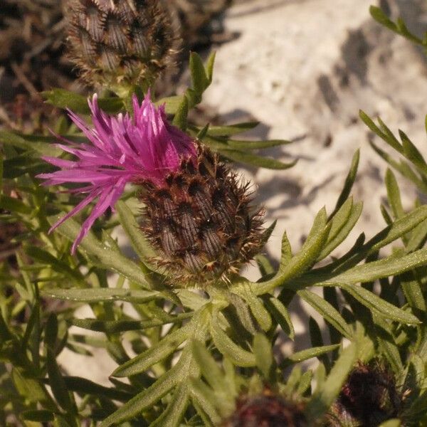 Centaurea corymbosa Flower