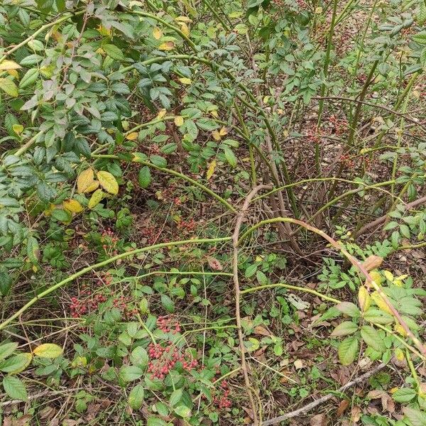 Rosa banksiae Habit