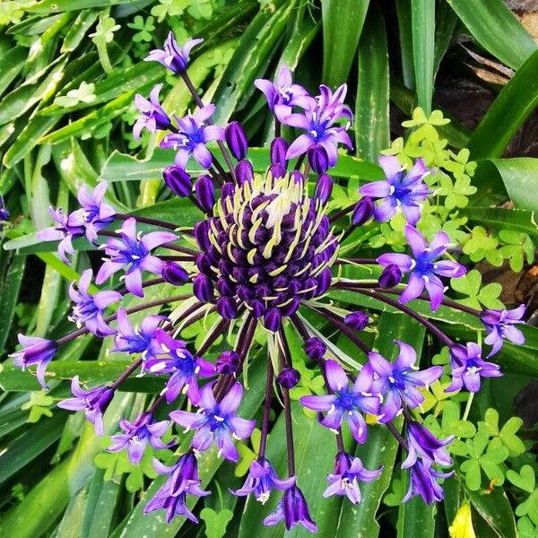 Scilla peruviana Flower