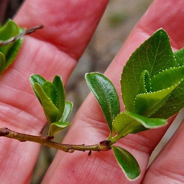 Salix foetida Fulla