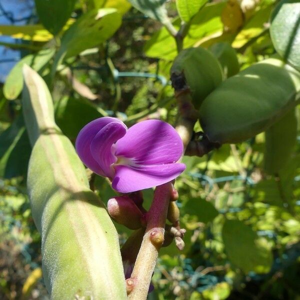 Canavalia rosea Flor