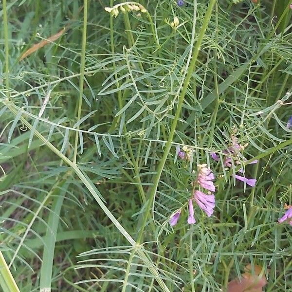 Vicia dalmatica Hoja