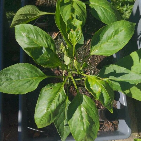 Capsicum annuum Leht