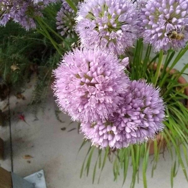 Allium angulosum Blüte