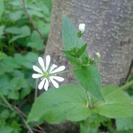 Stellaria nemorum Floare