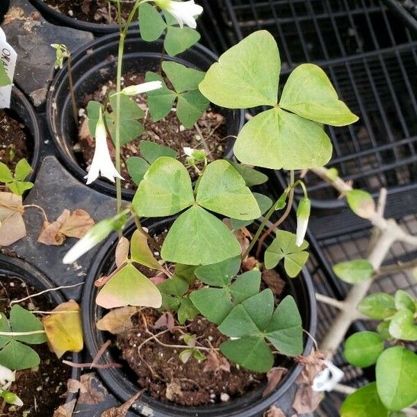 Oxalis latifolia Pokrój