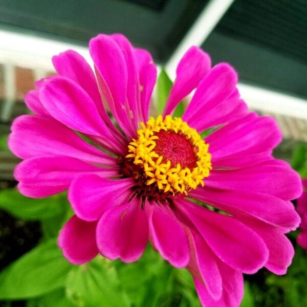 Zinnia elegans Blodyn