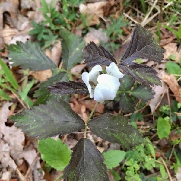 Rubus trivialis फूल