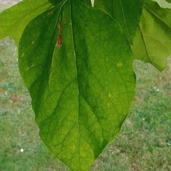 Catalpa ovata Deilen