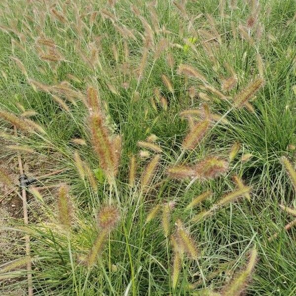 Setaria parviflora फूल