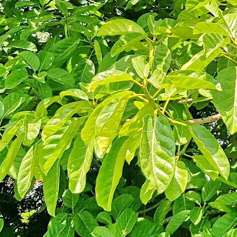 Ficus lutea Leaf